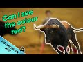 Are Bulls Really Angered by the Colour Red?