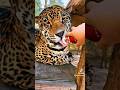 big cute Jaguar is really cuddly #animals #jaguars #cute #vet #pets