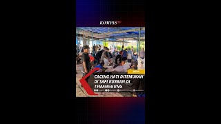 CACING HATI DITEMUKAN DI SALAH SATU SAPI KURBAN DI TEMANGGUNG #short