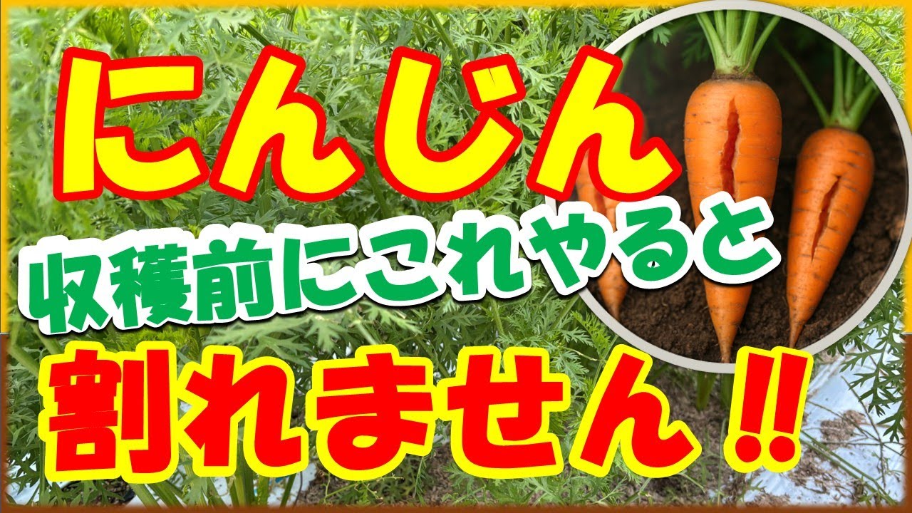 Carrot cultivation] What to do one month before harvest and how to