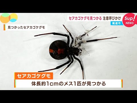 日本のクモ Specified Invasive Alien Species] Red-backed Wood Spider at