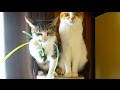 反応する猫しない猫
