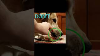 DON'T Even Think About It! This Dog Defends Its Walnut! #dogvideos  #funnypets  #cuteanimals