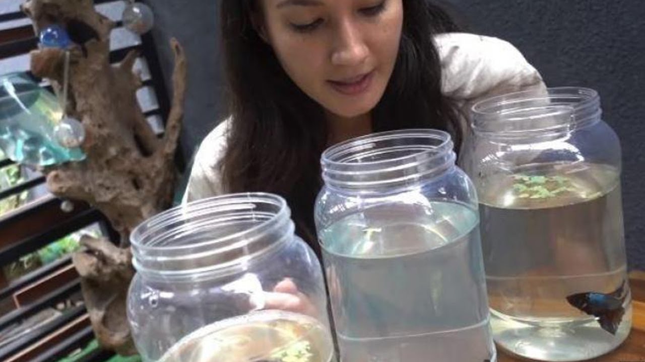 TIPS MUDAH MENGAWINKAN IKAN CUPANG UNTUK PEMULA 