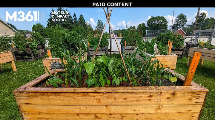 Gathering knowledge and flavours for Wlipogwat | Paid Content with M361