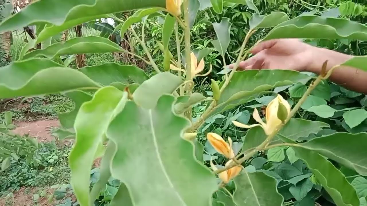 பூத்துக்குலுங்கும் செண்பகப் பூ #||Lot of Sembagam flowers 🥳🥰💖