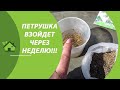 ВСХОДЫ ПЕТРУШКИ ЧЕРЕЗ 7 ДНЕЙ! "ПЬЯНЫЙ" МЕТОД ПОСЕВА