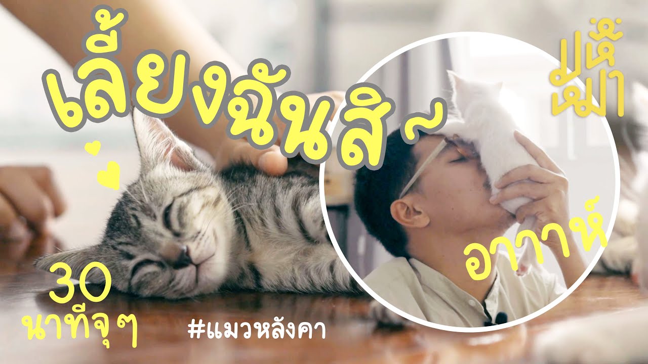 (EN) เมื่อทาสหมาต้องมาเลี้ยงแมว #แมวหลังคา - มหึเหมียว EP114