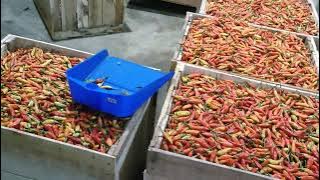 cara pengemasan cabe rawit merah untuk kirim luar pulau