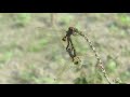 Romance of dragonflies in a windy weather