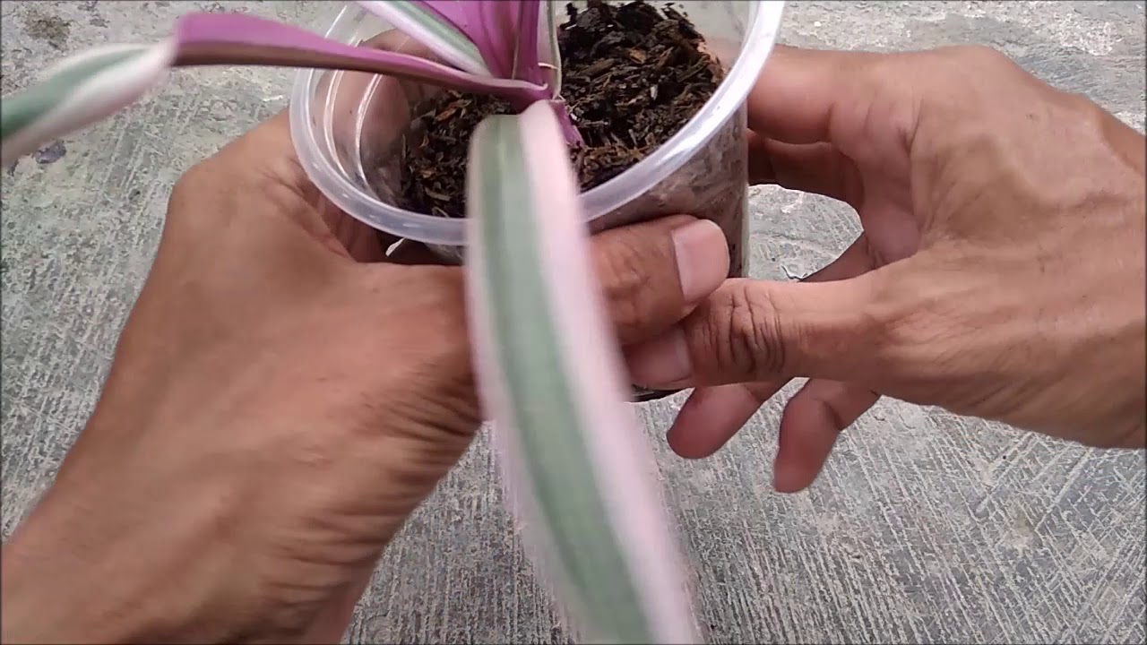 How to Propagate Tradescantia Spathacea Variegata With Update