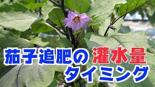 7 19 茄子の灌水量と追肥のタイミング 432 Youtube