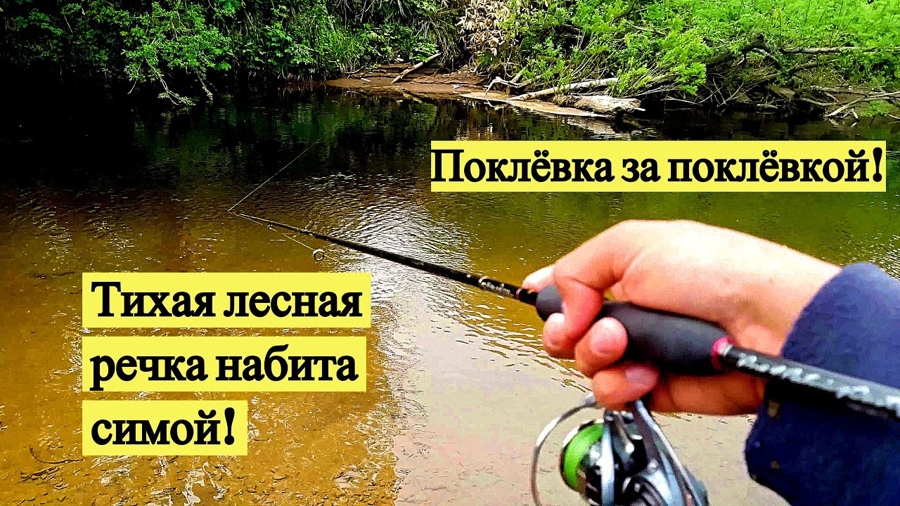 Тихая лесная речка набита симой. Поклёвка за поклёвкой!