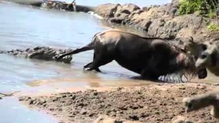 Noble Wildebeest vs. Massive Crocodile.mp4