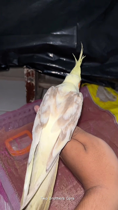 Falk/Parkit Australia Warna Lumayan Rare Meluncur Jauh🚀#birds #parrot #pets #video #falk #cockatiel