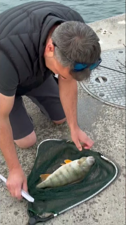 Kollege hat eine große egli im Zugersee 🎣🎣🎣🎣