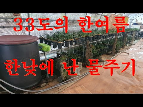 33도의 한여름 한낮에 한국춘란 물주기