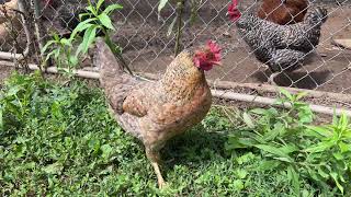 Chicken and Pig Action - Brother Toms Farm