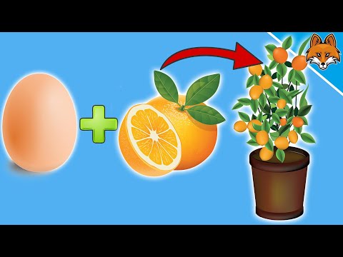 Video: Skal appelsiner ha frø?
