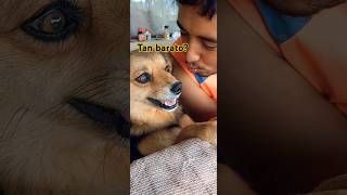 Pablo negociante, Coco inconforme dog animalandia humor shortsfeed amoranimal perros viral
