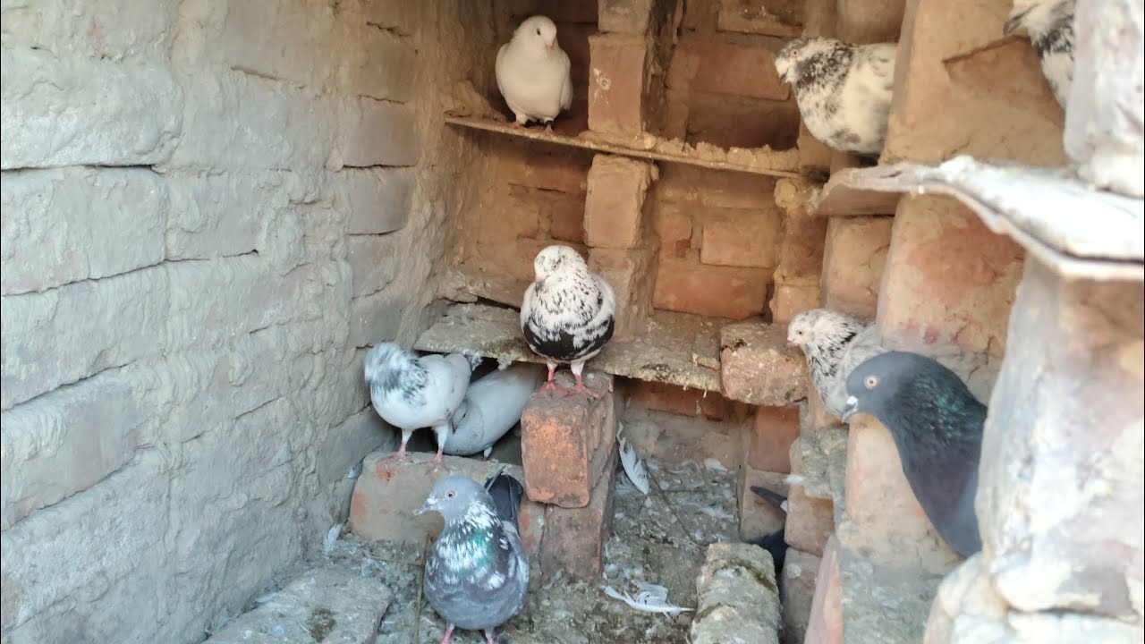“HSG PT कबूतर लॉन्ग वीडियो 🔥 | रफ्तार, स्टाइल और ताकत”“सबसे# kabutar ka long video#pigeon 