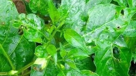 TERNYATA!! Inilah 12 Manfaat Daun Cabai Bagi Kesehatan