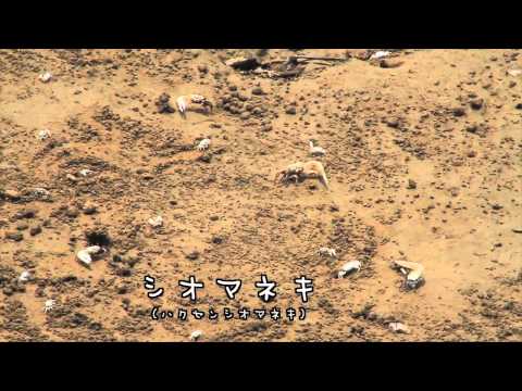 シオマネキ（ハクセンシオマネキ）