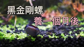 黑金剛螺 在水草缸一個月以後 現在怎麼樣呢效果如何呢