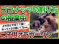 【2ch動物スレ】ガッキオラウータン、父親からココナッツの割り方を教わる
