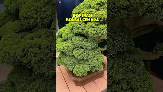 Download Lagu INSPIRASI BONSAI CEMARA. #bonsai #bonsaibonsai #bonsaitree MP3