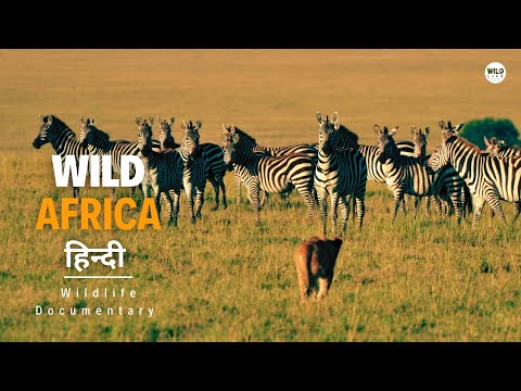 Wild Africa - हिन्दी डॉक्यूमेंट्री | Wildlife documentary in Hindi