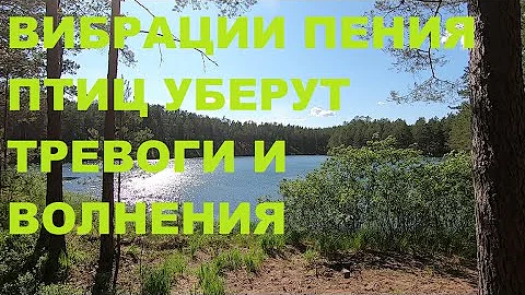 ПТИЦЫ ПОЮТ НА ВЫСОКИХ ЧАСТОТАХ.ВИБРАЦИИ ПЕНИЯ ПТИЦ БЛАГОТВОРНО ВЛИЯЮТ НА ВЕСЬ ОРГАНИЗМ И ЗДОРОВЬЕ