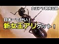日本一でかい新女王アリ 飼育記録 卵を産んでくれ!