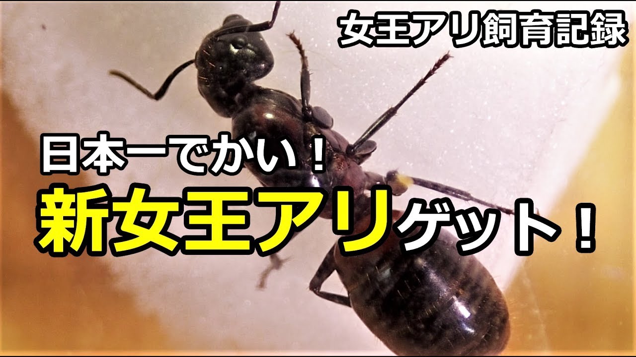 日本一でかい新女王アリ 飼育記録 卵を産んでくれ Youtube