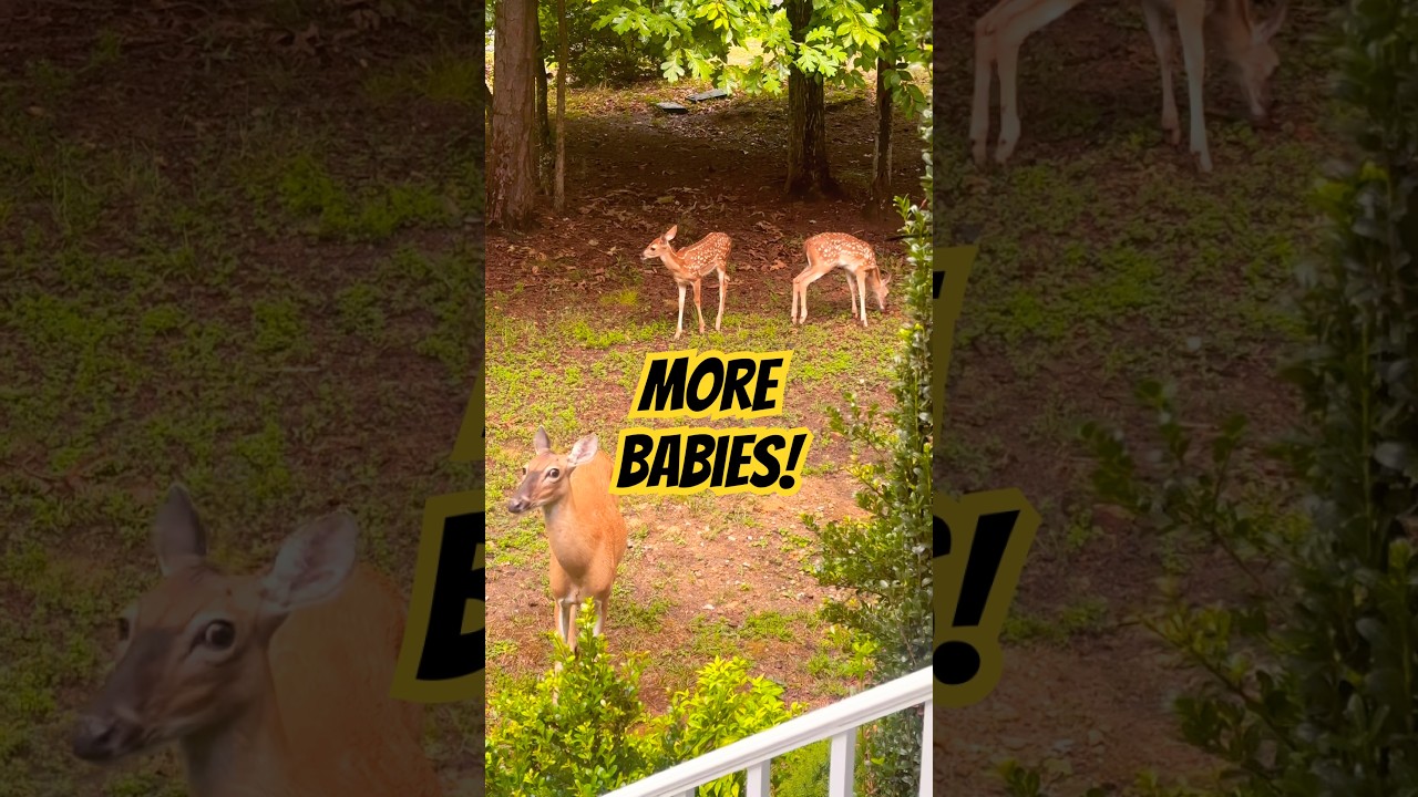 More Baby Fawns, Patch, and even Chip-Chip Stops By! #cute ##babyanimals #love