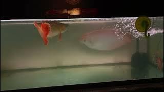 ikan gurami padang raksasa gabung arwana super red.. apa yang terjadi..??
