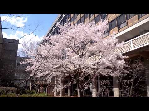 岡山県庁の醍醐桜