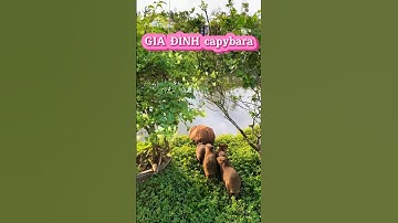 Gia đình Capybara đi bơi #cute #capybara #xuhuong