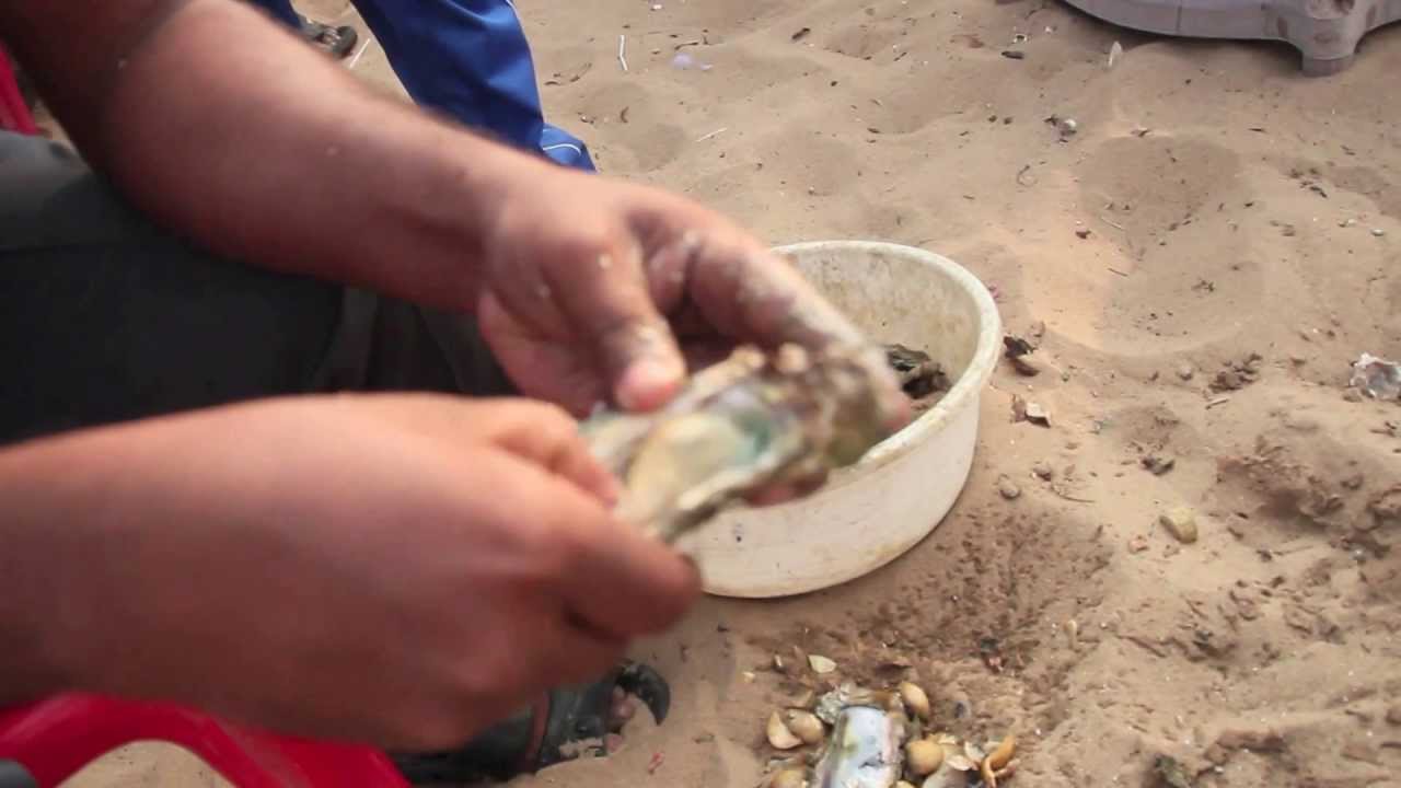 Red Sea Natural Pearl`s (Gem`s) YouTube