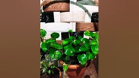 Unique idea of growing Golden Pothos/ money plant in glass. #shorts #moneyplant #pothos #decoration