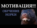 МОТИВАЦИЯ: обучение норки. Часть 8