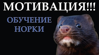 МОТИВАЦИЯ: обучение норки. Часть 8 МОТИВАЦИЯ: обучение норки. Часть 8