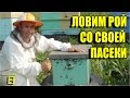 ЛОВИМ РОЙ СО СВОЕЙ ПАСЕКИ. Ловля роев или пчелы бесплатно. Часть 4 #рои #ловушка #пчелы