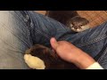 カワウソさくら 本物そっくりぬいぐるみばかり構ってみた Jealous otter