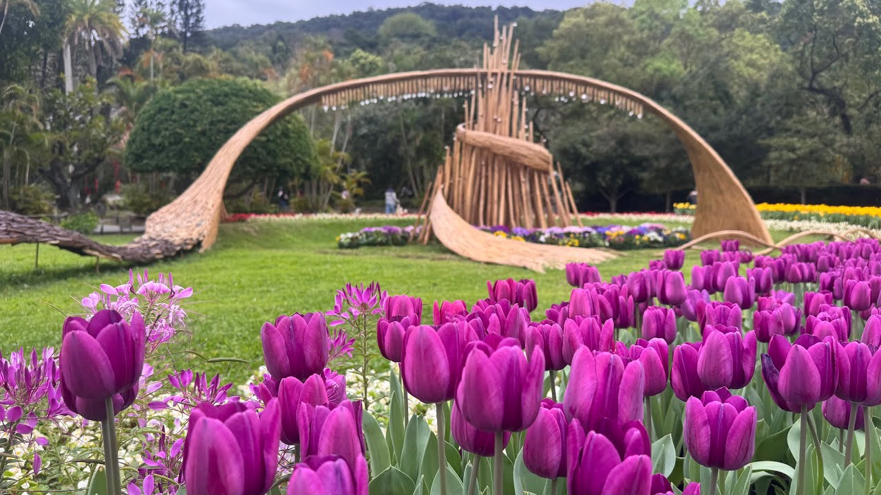 115.2.26 士林官邸 鬱金香花展