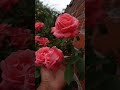 rosal Lady Meilland - rose - rosier - rosa - roses