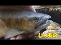 （渓流釣り）３６㎝！尺二寸の大イワナ！＆ヤマメ