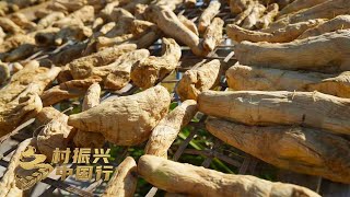 福建上杭：八道制作工艺，百年传承！上杭萝卜干一桶能赚8000元！「乡村振兴中国行」| 财经风云