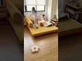 もう長さで迷わない！多機能ソファベッド、形を変えて自分だけのくつろぎ空間🛋️ #home #tiaro #伸縮ソファ #sofa #sofabed #ティアロ #インテリア #多機能