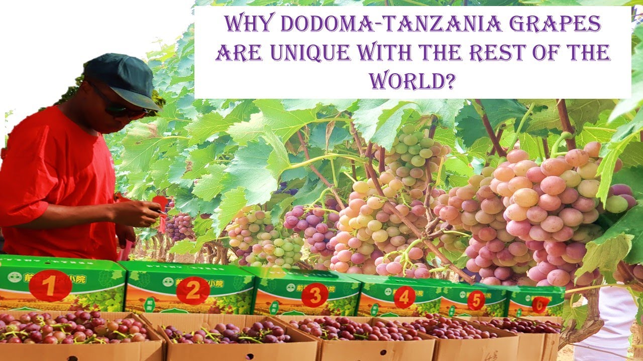 What makes Tanzania Dodoma grape unique with the rest of the world?| Grape vineyard farming in China